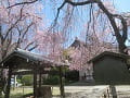 手水舎と八重紅枝垂桜