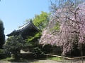 鐘楼と八重紅枝垂桜