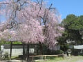 満開の八重紅枝垂桜