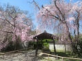 手水舎と八重紅枝垂桜