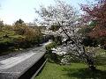 参道わきの真っ白な八重桜