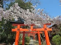 竹中稲荷社の鳥居と満開の桜