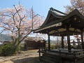 竹中稲荷社の拝殿と桜