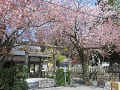 祖霊社と散り始めの山桜