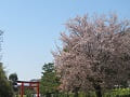 参道の鳥居と山桜