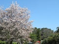 吉田山と山桜