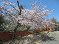 竹中稲荷社の参道の満開の桜
