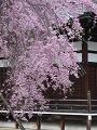 八重紅枝垂桜のアップ