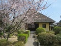 5分咲きの桜と本堂