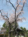見上げる枝垂桜と鐘楼