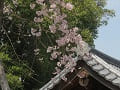 鐘楼の屋根と枝垂桜