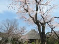 青空と枝垂桜と本堂