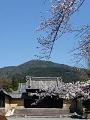 桜と勅使門